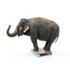 Selleton SL-919-HD Industrial Floor Scale 60" LED LCD Heavy‑Duty-2