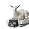 Aoliu 5000lb Industrial Floor Scale with Stainless Steel Load Cell-1